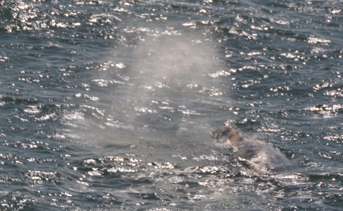 whale sighting